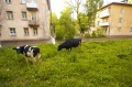 Файл=img_3736.jpg
Объём=196КБ
Размеры=726x482
Дата=Май 29, 2006 img_3736.jpg
