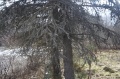 Файл=img_7039.jpg
Объём=315КБ
Размеры=700x465
Дата=Апр 08, 2007 img_7039.jpg