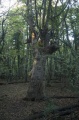 Файл=img_9193.jpg
Объём=113КБ
Размеры=465x700
Дата=Сент 19, 2007 img_9193.jpg