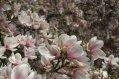 Файл=flowers.jpg
Объём=115КБ
Размеры=500x333
Дата=Май 15, 2006 flowers.jpg