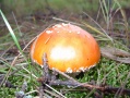 Файл=dsc01541.jpg
Объём=218КБ
Размеры=2592x1944
Дата=Сент 25, 2006 dsc01541.jpg