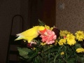 Файл=dscf0638.jpg
Объём=52КБ
Размеры=1280x960
Дата=Окт 13, 2006 dscf0638.jpg