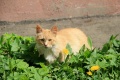 Файл=IMG_2398.JPG
Объём=4484КБ
Размеры=3456x2304
Дата=Май 05, 2014 IMG_2398.JPG