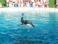 Файл=sochi_065.jpg
Объём=137КБ
Размеры=800x600
Дата=Окт 08, 2007 sochi_065.jpg